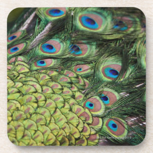 Männlicher Pfau (Pavo cristatus) Schwanz anzeigen Untersetzer