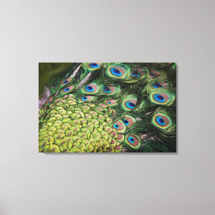Männlicher Pfau (Pavo cristatus) Schwanz anzeigend Leinwanddruck