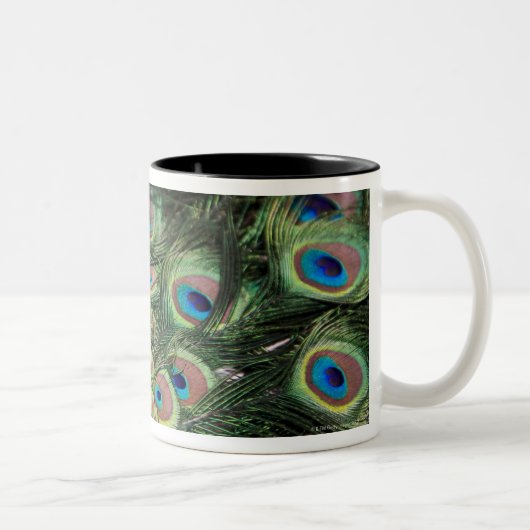 Männlicher Pfau (Pavo cristatus) Schwanz anzeigend Zweifarbige Tasse (Rechts)