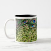 Männlicher Pfau (Pavo cristatus) Schwanz anzeigend Zweifarbige Tasse (Links)