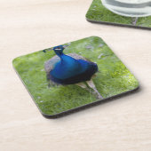 Männlicher Pfau (Pavo cristatus) Untersetzer (Linke Seite)