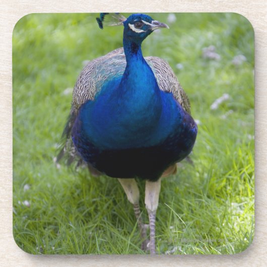Männlicher Pfau (Pavo cristatus) Untersetzer (Vorderseite)