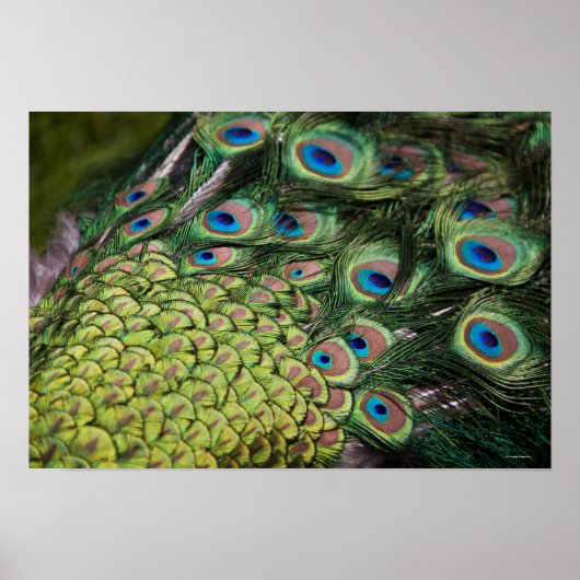 Männlicher Pfau (Pavo cristatus) zeigt Schwanz an Poster (Vorne)