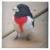 Männlicher Rose-breasted Grosbeak Fliese (Vorderseite)