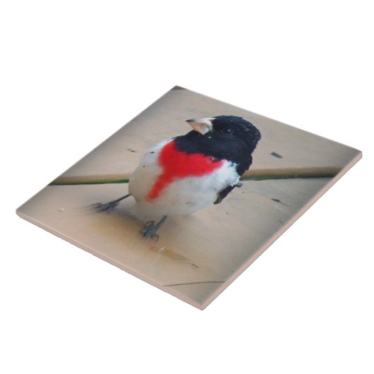 Männlicher Rose-breasted Grosbeak Fliese (Seite)