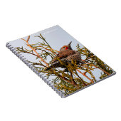 Männlicher Rotschattierter Nordflacker in einem Ba Notizblock (Rechte Seite)