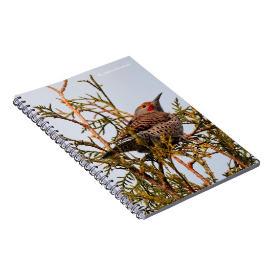 Männlicher Rotschattierter Nordflacker in einem Ba Notizblock (Rechte Seite)