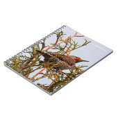 Männlicher Rotschattierter Nordflacker in einem Ba Notizblock (Linke Seite)