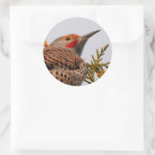 Männlicher Rotschattierter Nordflacker in einem Ba Runder Aufkleber (Tasche)