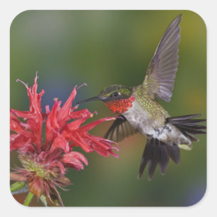 Männlicher Rubin-throated Kolibri, der an füttert Quadratischer Aufkleber