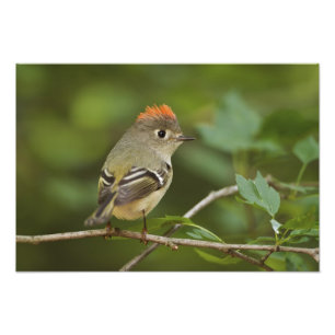 Männlicher Rubinkehlchen, Regulus calendula Fotodruck