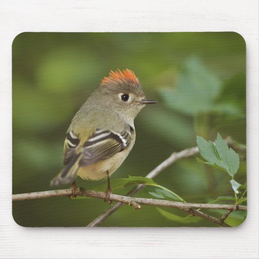 Männlicher Rubinkehlchen, Regulus calendula Mousepad (Vorne)