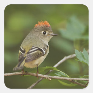 Männlicher Rubinkehlchen, Regulus calendula Quadratischer Aufkleber