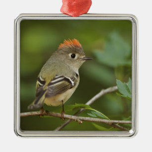 Männlicher Rubinkehlchen, Regulus calendula Silbernes Ornament