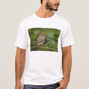 Männlicher Rubinkehlchen, Regulus calendula T-Shirt