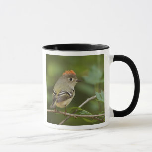 Männlicher Rubinkehlchen, Regulus calendula Tasse