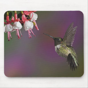 Männlicher Rubinkehlkolibri Mousepad