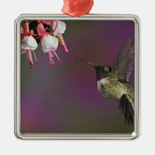 Männlicher Rubinkehlkolibri Silbernes Ornament