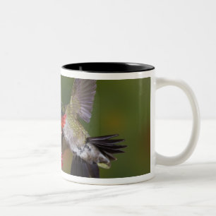 Männlicher Rubinkehlkolibri Zweifarbige Tasse