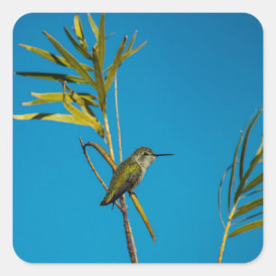 Männlicher Ruby-Rachen-Kolibris auf Baum Quadratischer Aufkleber