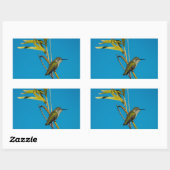 Männlicher Ruby-Rachen-Kolibris auf Baum Rechteckiger Aufkleber (Blatt)