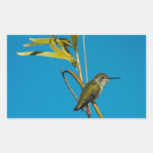 Männlicher Ruby-Rachen-Kolibris auf Baum Rechteckiger Aufkleber (Vorderseite)