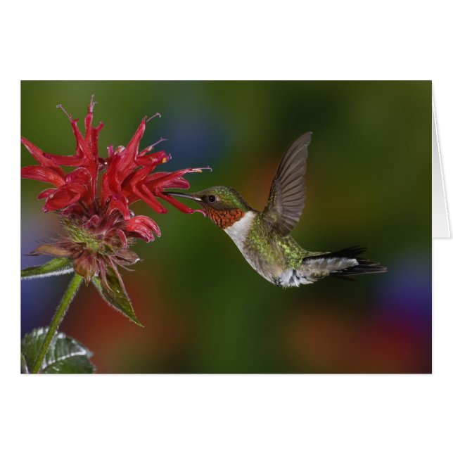 Männlicher Ruby-throated Hummingbird (Vorderseite (Horizontal))