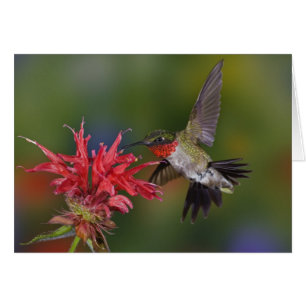 Männlicher Ruby-throated Hummingbird