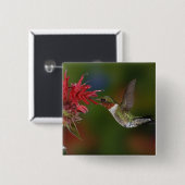 Männlicher Ruby-throated Hummingbird Button (Vorne & Hinten)