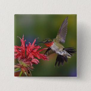 Männlicher Ruby-throated Hummingbird Button