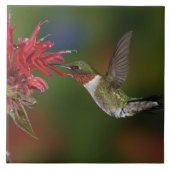 Männlicher Ruby-throated Hummingbird Fliese (Vorderseite)