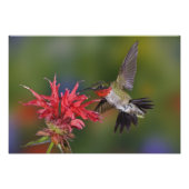 Männlicher Ruby-throated Hummingbird Fotodruck (Vorne)