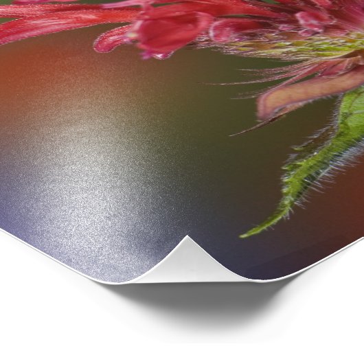 Männlicher Ruby-throated Hummingbird Fotodruck (Ecke)