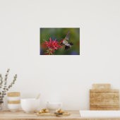 Männlicher Ruby-throated Hummingbird fütternd auf Poster (Küche)