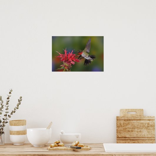 Männlicher Ruby-throated Hummingbird fütternd auf Poster (Küche)