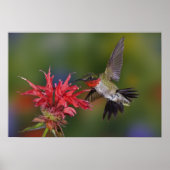 Männlicher Ruby-throated Hummingbird fütternd auf Poster (Vorne)