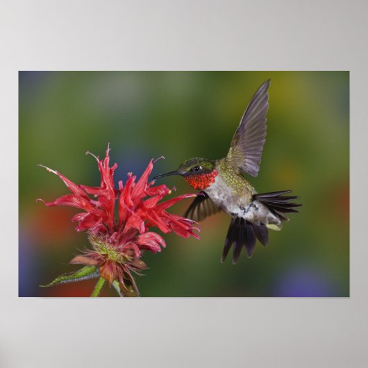 Männlicher Ruby-throated Hummingbird fütternd auf Poster (Vorne)