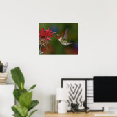 Männlicher Ruby-throated Hummingbird fütternd auf Poster (Heimbüro)