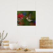 Männlicher Ruby-throated Hummingbird fütternd auf Poster (Küche)