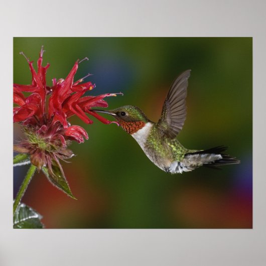 Männlicher Ruby-throated Hummingbird fütternd auf Poster (Vorne)
