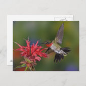 Männlicher Ruby-throated Hummingbird fütternd auf Postkarte (Vorne/Hinten)