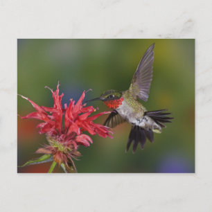 Männlicher Ruby-throated Hummingbird fütternd auf Postkarte