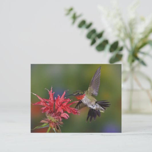 Männlicher Ruby-throated Hummingbird fütternd auf Postkarte (Stehend Vorderseite)