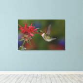 Männlicher Ruby-throated Hummingbird Leinwanddruck (Insitu (Holzboden))