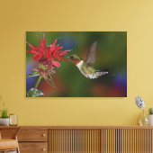 Männlicher Ruby-throated Hummingbird Leinwanddruck (Insitu (Wohnzimmer))