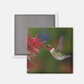 Männlicher Ruby-throated Hummingbird Magnet (Vorderseite/Rückseite)