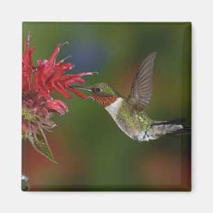 Männlicher Ruby-throated Hummingbird Magnet