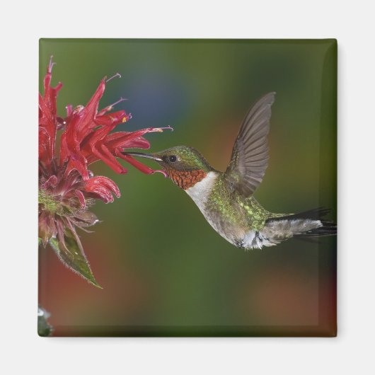 Männlicher Ruby-throated Hummingbird Magnet (Vorne)
