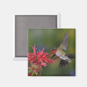 Männlicher Ruby-throated Hummingbird Magnet (Vorderseite/Rückseite)
