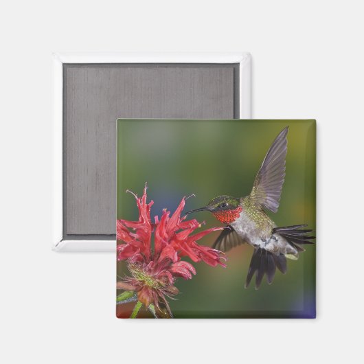 Männlicher Ruby-throated Hummingbird Magnet (Vorderseite/Rückseite)